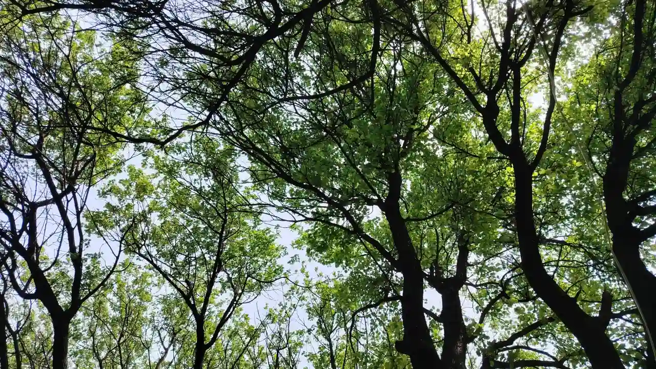 黄色免费下载截图1